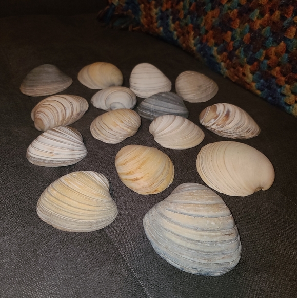 3 Random Large Natural Sea Shells - Picture 4 of 12